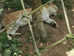 -西霞口神雕山野生动物世界