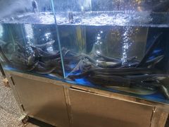 -本炙炭烤·蒲烧活鳗料理店(金沙洲店)