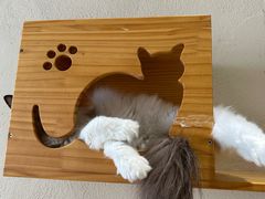 -藏猫猫咖啡主题馆(中央大道店)