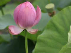 -荷塘月色湿地公园·向阳花洲