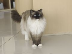 -鼓捣猫呢主题猫咖店