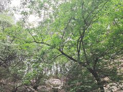 -佛慧山