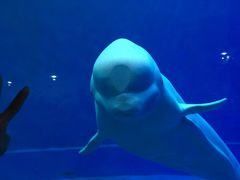 -芜湖新华联大白鲸海洋公园