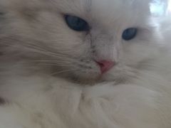 -平行世界·猫咖(首经贸店)