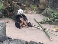 -都江堰中华大熊猫苑
