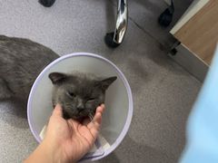 -瑞派宠物医院·犬猫全科·猫友好(宾水西道店)