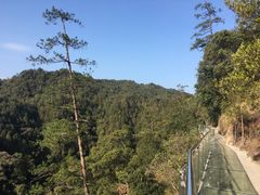 -九龙江国家森林公园