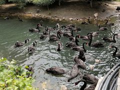 -长白岛森林公园