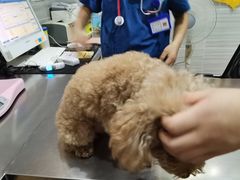 -瑞派名望志远动物医院·猫科·內科·异宠专科(直港大道店)