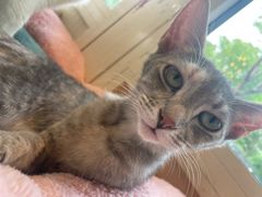 -猫小院猫主题餐厅(南锣旗舰店)