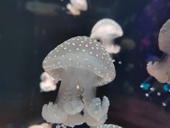-欢乐海岸海洋奇梦馆
