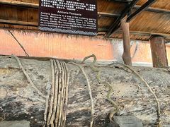 -海南槟榔谷黎苗文化旅游区