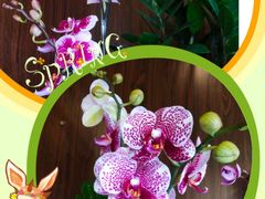 -静岸花卉园艺(三星坊店)