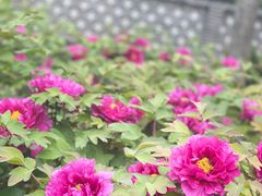 -龙华寺