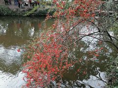 -秋霞圃