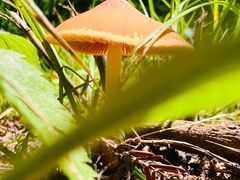 -黄海国家森林公园