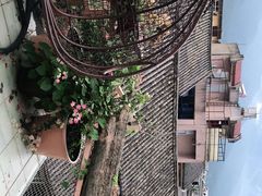 -喵屿·大理花园猫咖