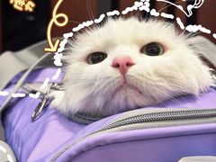 -申普宠物医院·心脏介入·心血管微创(总院)