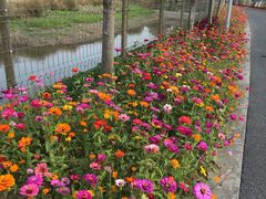 -上海长兴岛郊野公园