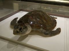 -青岛贝壳博物馆