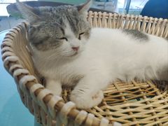 -怪兽屋·羊驼·猫咖·狗咖(俊华广场店)