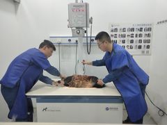 -瑞派名望志远动物医院·猫科·內科·异宠专科(直港大道店)