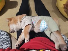-逗柴咖啡屋·狗咖猫咖宠物桌游