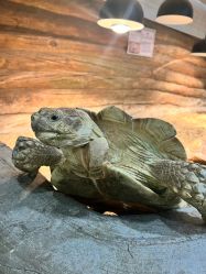 -Zoolung Zoolung动物主题公园(海信广场店)