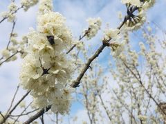 -樱桃山旅游景区