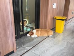 -北京派仕佳德动物医院·超导核磁·CT·神经科·骨科·内外科·急重症管理中心