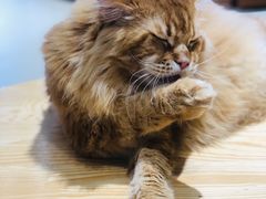 -藏猫猫咖啡主题馆(中央大道店)