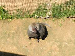 -西霞口神雕山野生动物世界