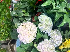 -FEI FEI FLOWER鲜花店·气球派对·宝宝宴布置(虹口德必运动Loft店)