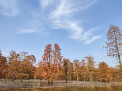 -池杉湖湿地公园