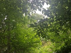 -上海佘山国家森林公园西佘山园