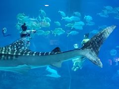 -烟台海昌鲸鲨海洋公园