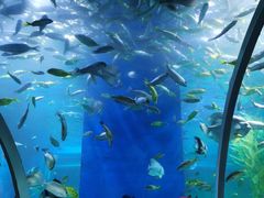 -顺德南宏海立方海洋公园