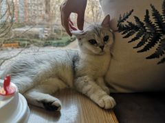 -猫和宫(六道口店)