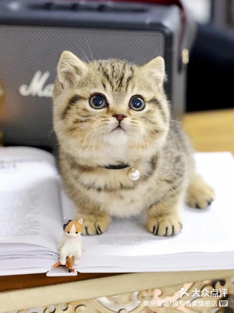 精品金棕虎斑曼基康矮脚弟弟