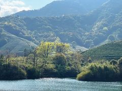 -龙坞茶村