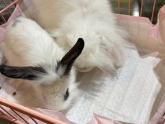 -浣熊柯尔鸭土拨鼠·电玩咖