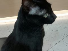 -喵园·猫主题咖啡厅·撸猫·猫咖(国贸店)