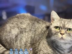 -豆逗聊愈猫阁Easy Life
