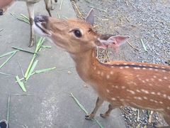-鹿境梅花鹿生态园区
