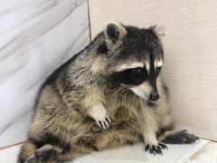 -浣熊柯尔鸭土拨鼠·电玩咖