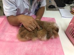 -北京观赏动物医院·24小时大型综合·猫专科·异宠专科