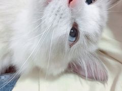 -Bastet sally猫舍购宠(静安店)