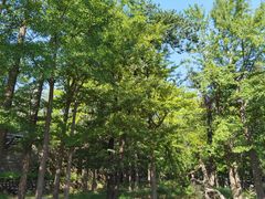 -阳台山自然风景区