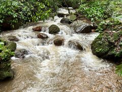 -莫里热带雨林景区