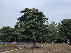 -海珠湖公园